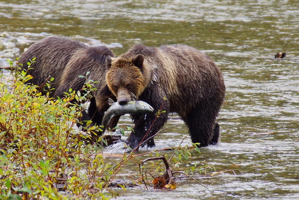 9. Beobachte Grizzlybären bei der Jagd