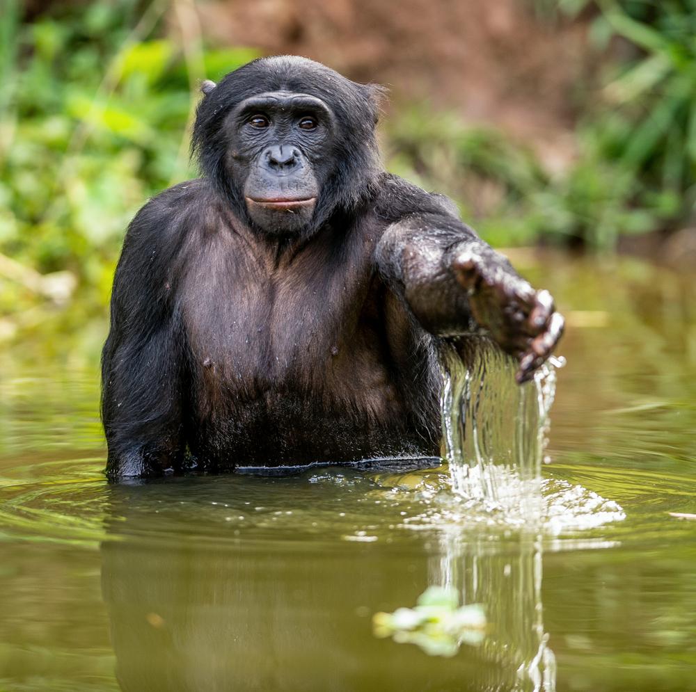 Der weltweit einzige, natürliche Lebensraum der bedrohten Bonobos liegt im für Menschen schwer zugänglichen Regenwaldgebiet...