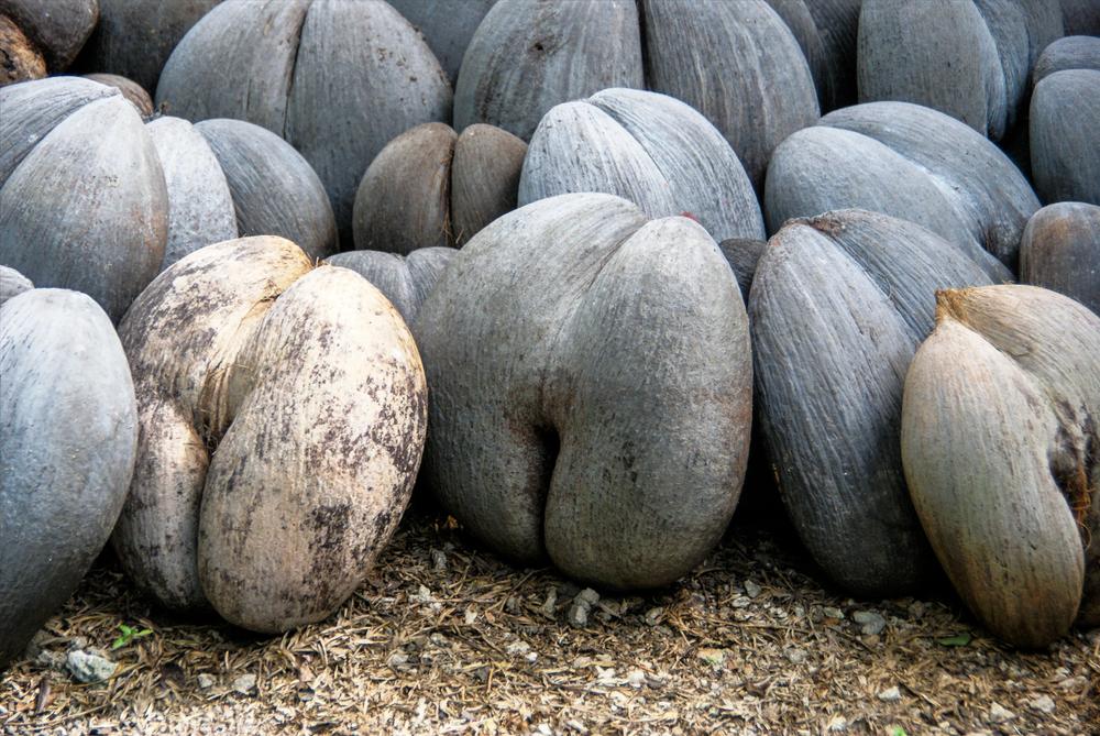 Bis die Kokosnüsse ihre stattliche Größe erreicht haben vergehen bis zu sieben Jahre.