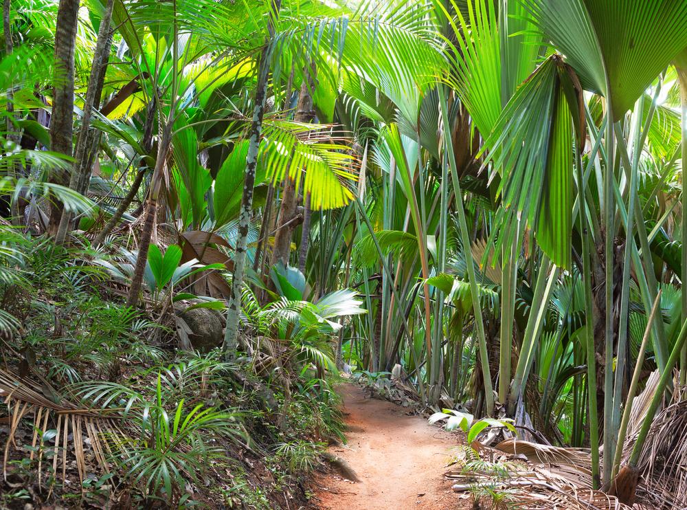 Auf der Insel Praslin befindet sich ein weltweit einzigartiges Waldgebiet.