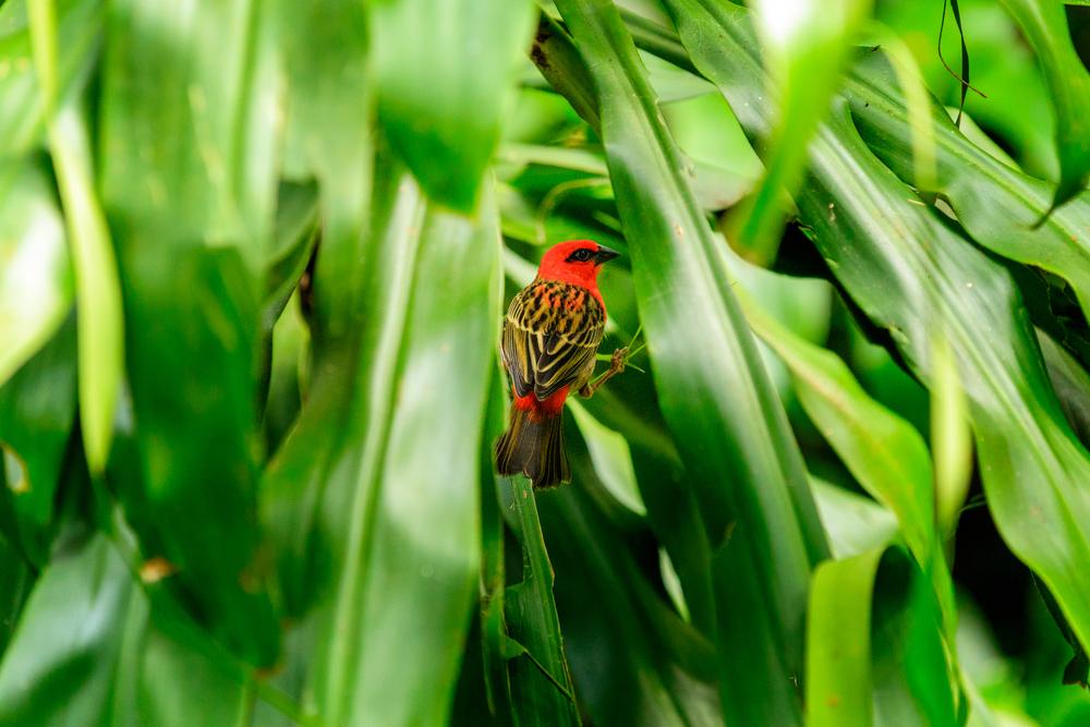 Überhaupt sind die Inseln aufgrund ihrer isolierten Lage ein Paradies für einzigartige Tier- und Pflanzenarten. 