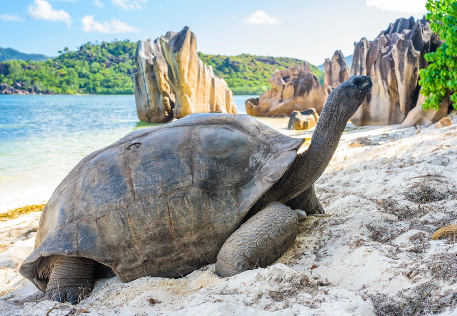 Die mit Abstand ältesten Bewohner der Seychellen sind die Riesenschildschildkröten. 