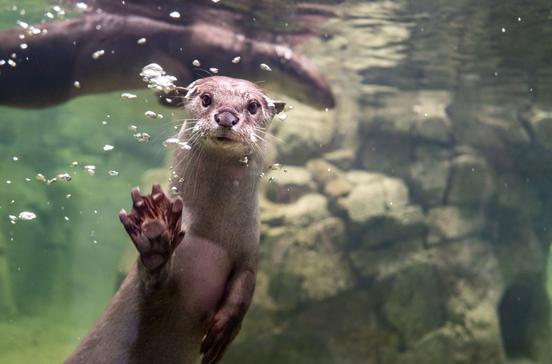 Zoo Dresden_Glattotter_ illuminationdesign Zoo Dresden_Glattotter_ illuminationdesign