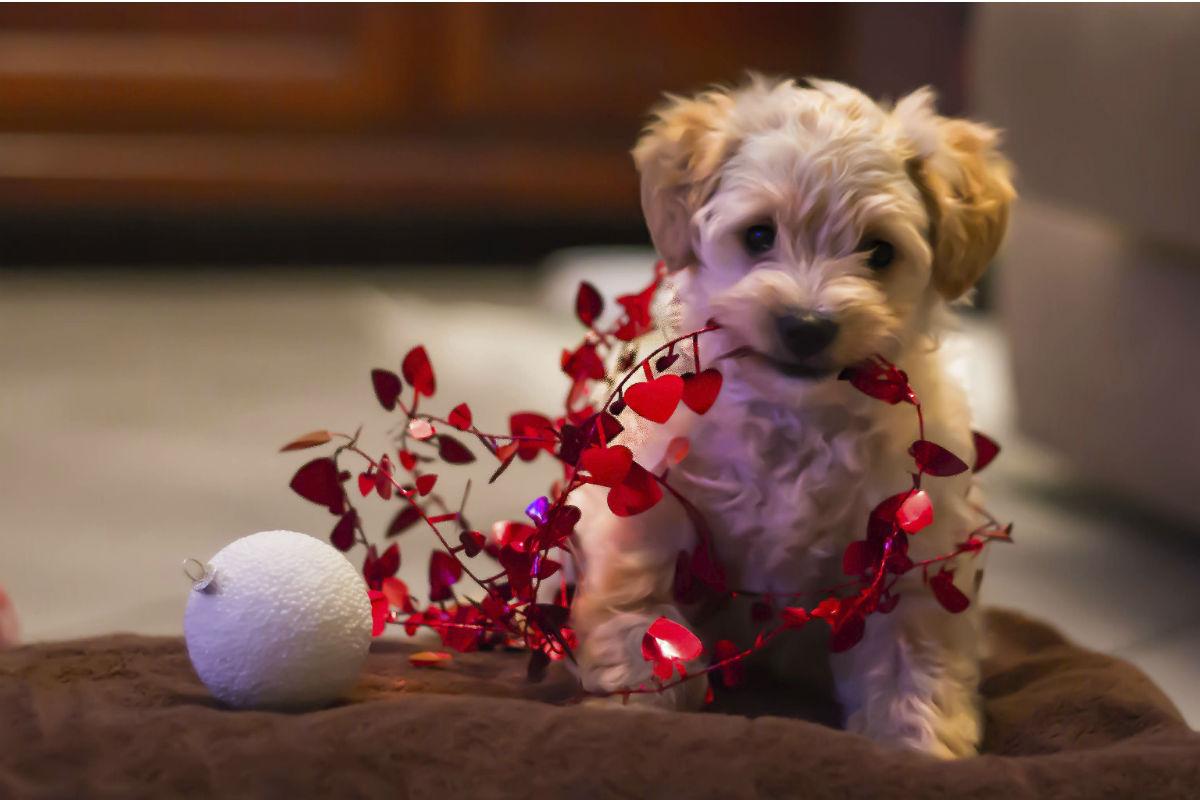 Reiserücktrittversicherung bei Krankheit des Hundes