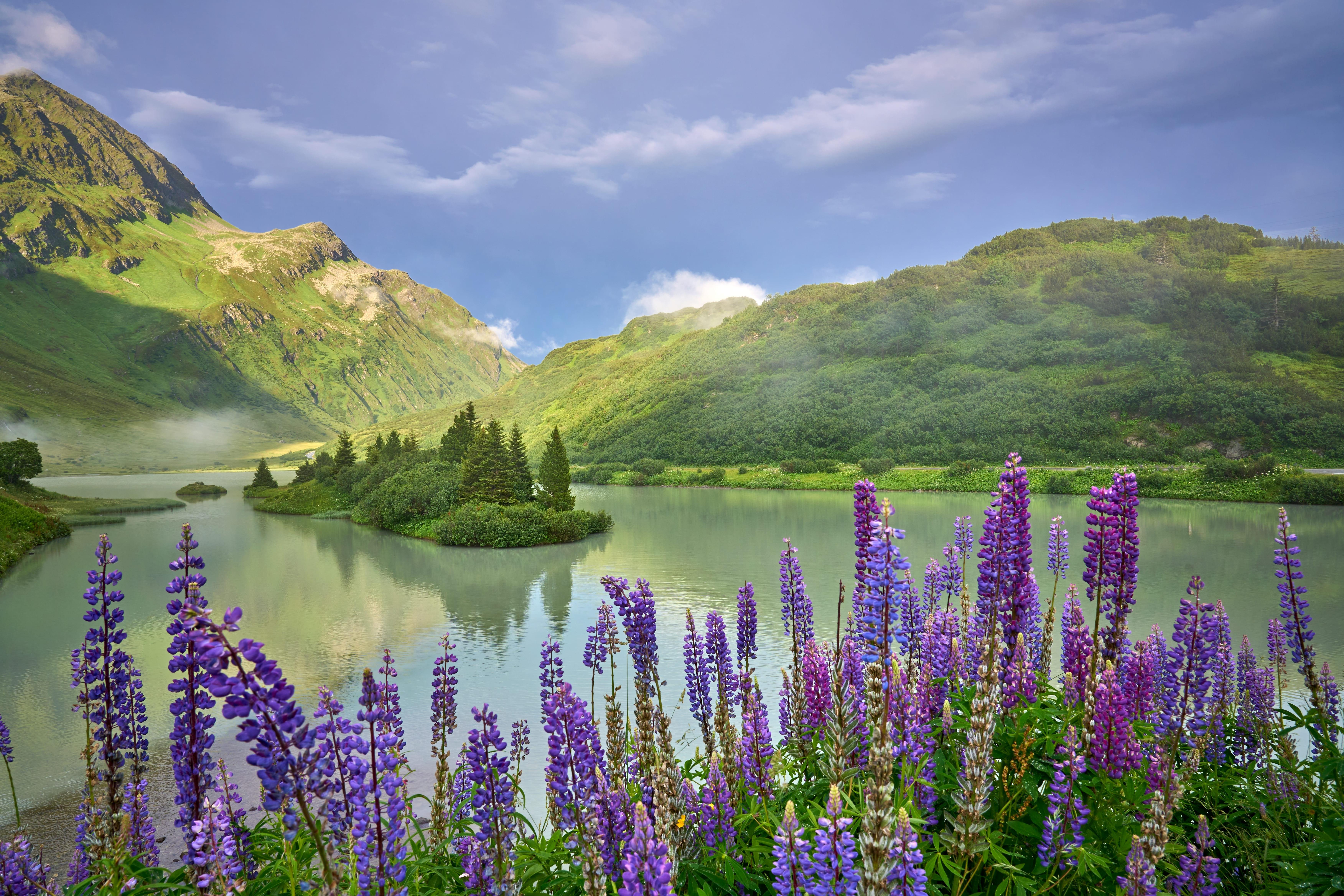 Blick auf den Zeinissee mit blühenden Blumen