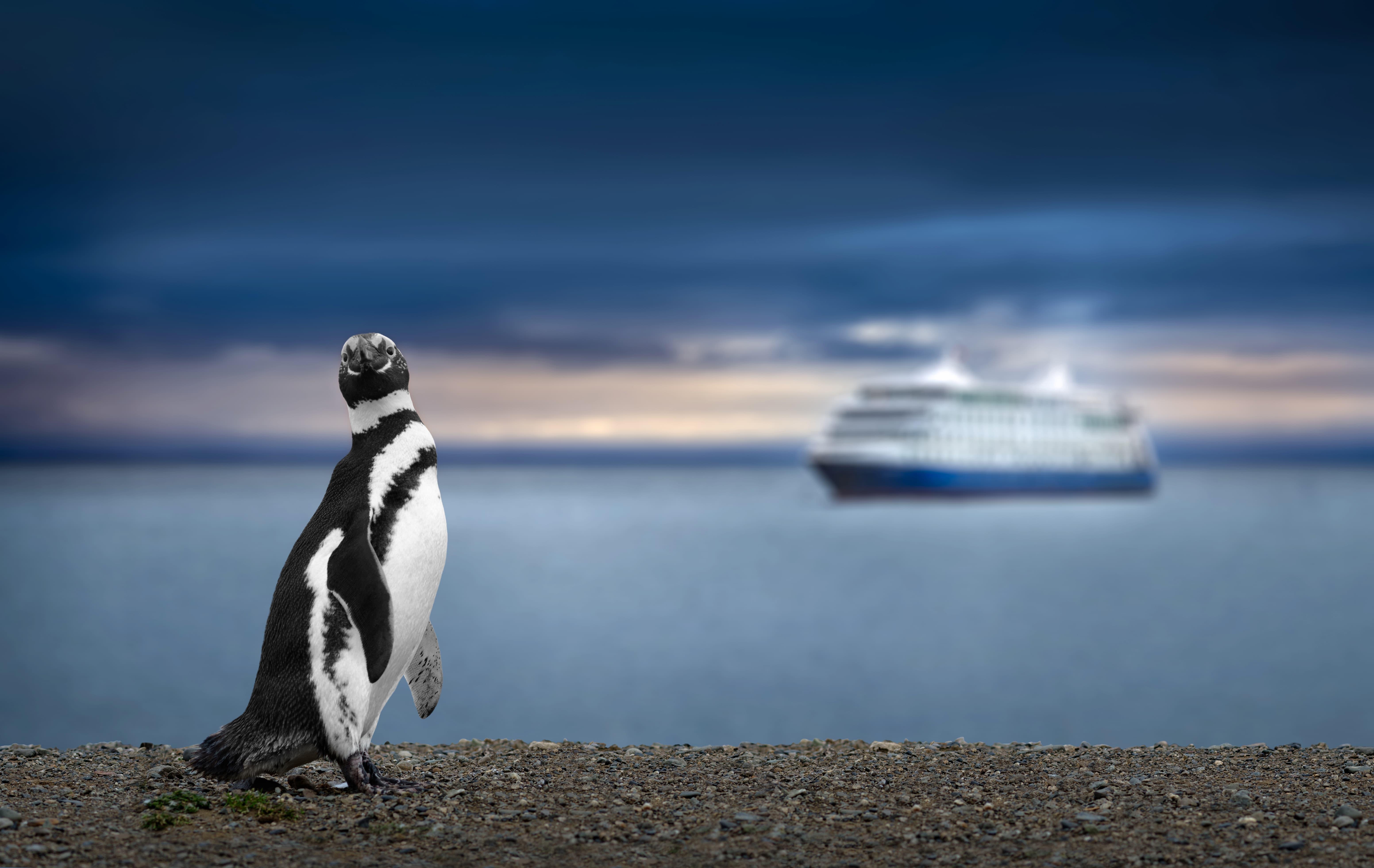 Pinguin, im Hintergrund ein Kreuzfahrtschiff auf dem Meer