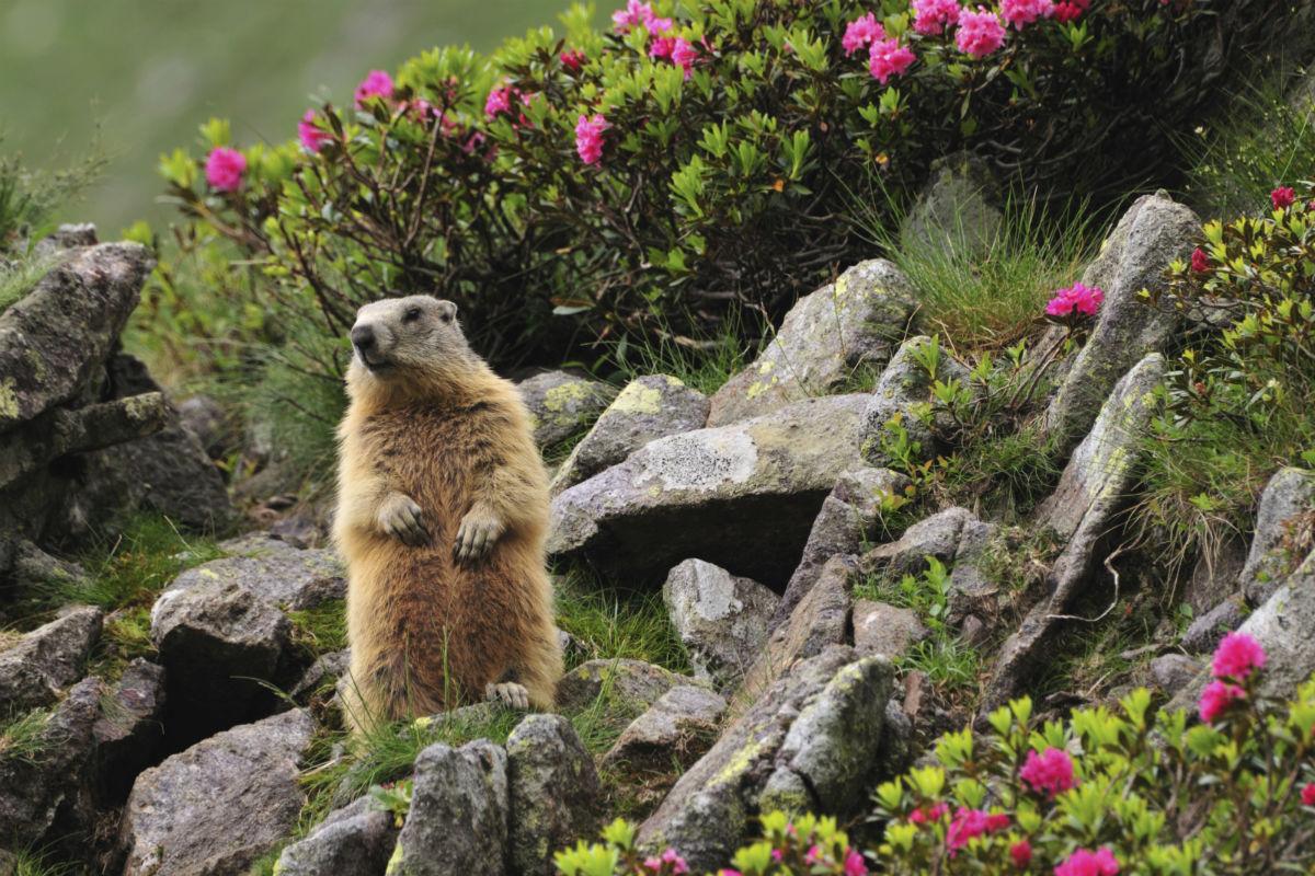 Murmeltier in den Alpen