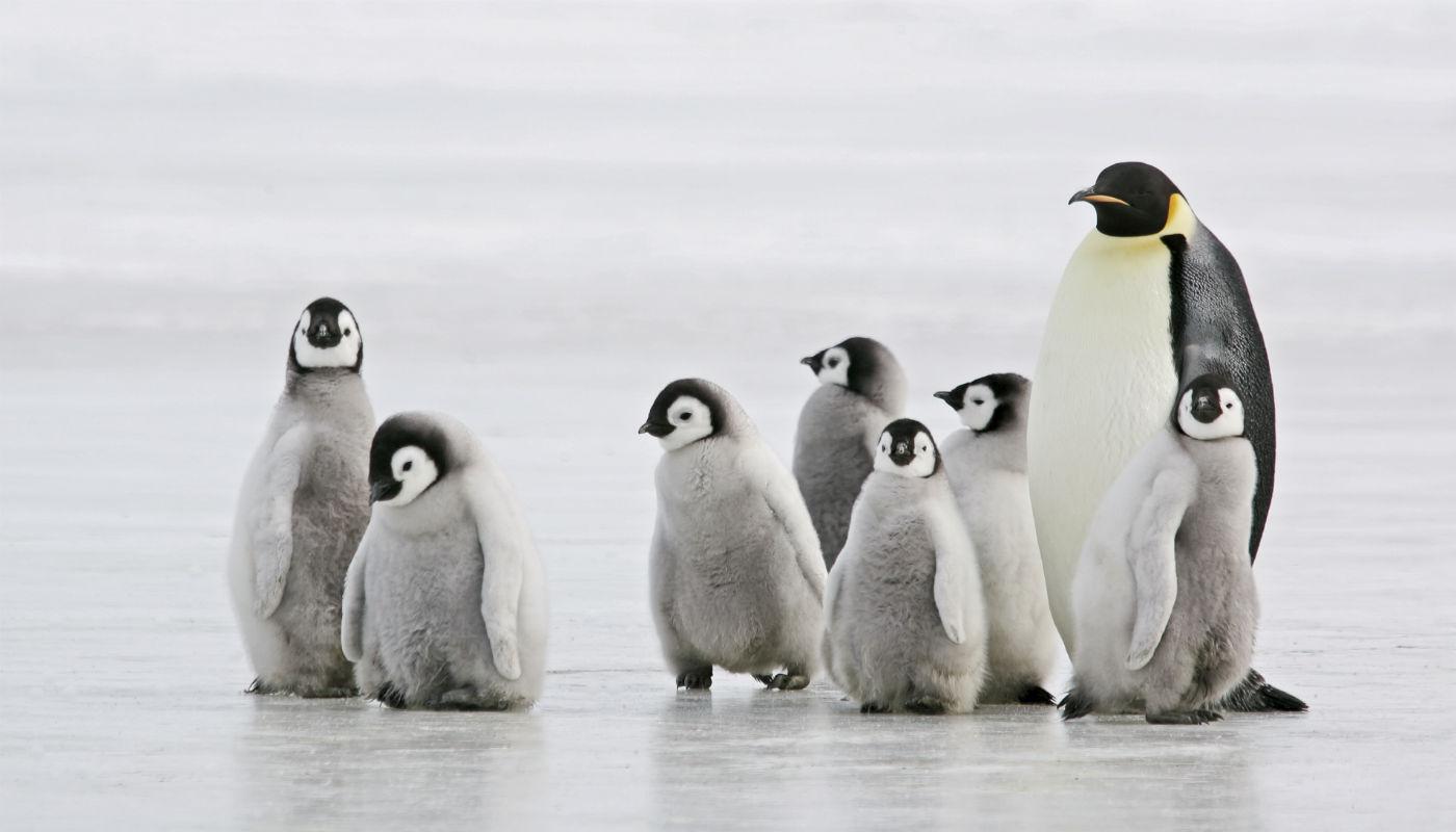 Pinguine Antarktis