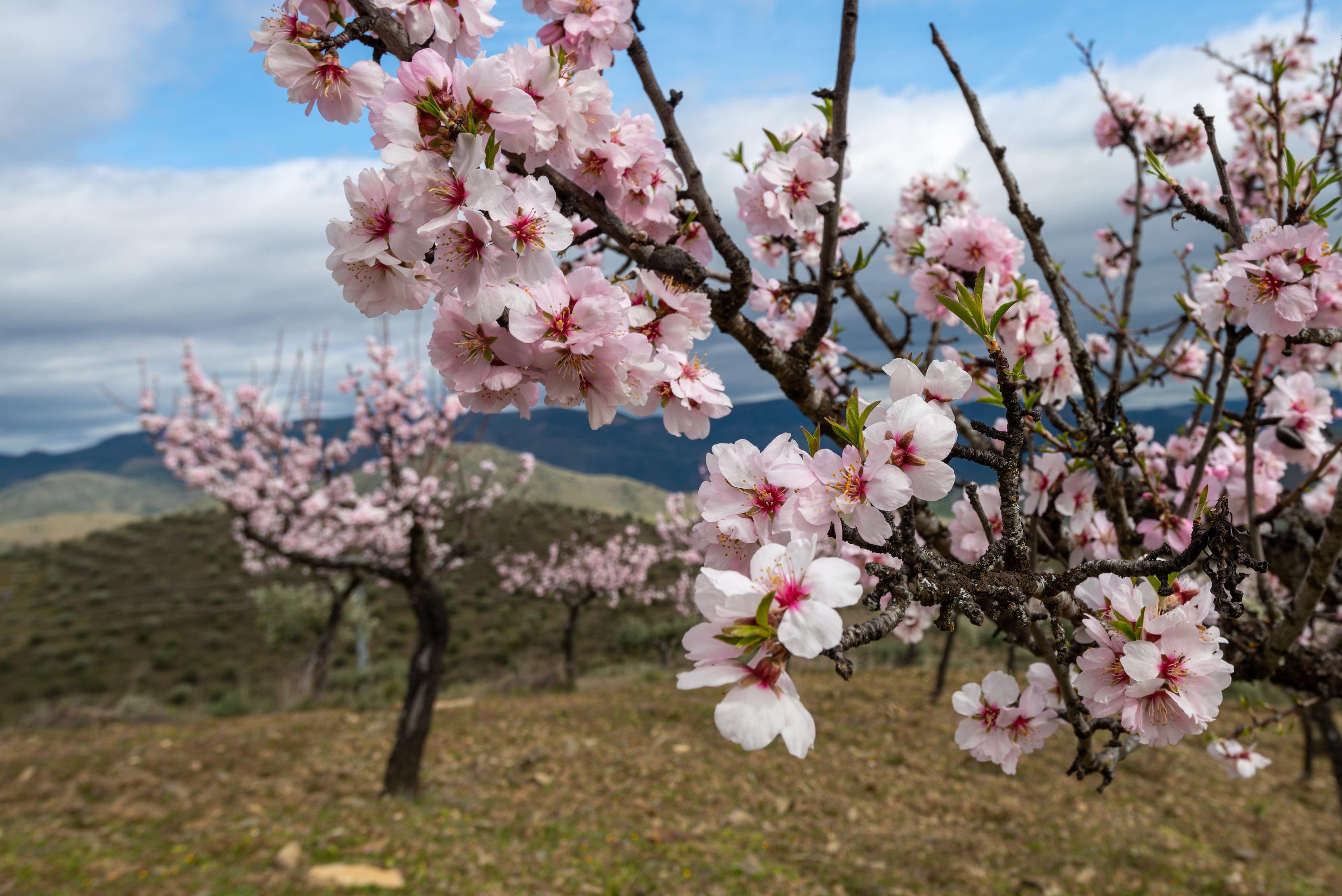 Mandelblüte, im Hintergrund Landschaft