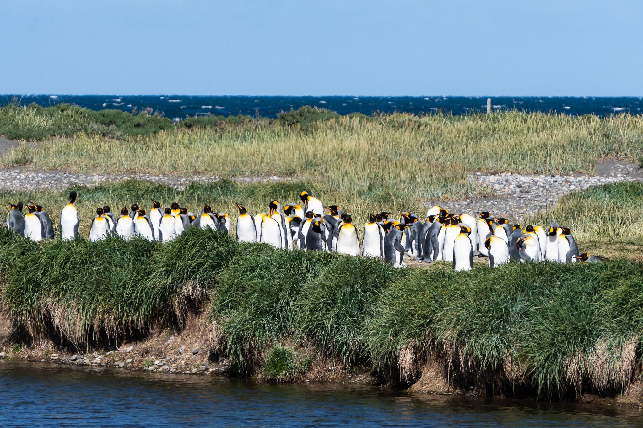 Königspinguine in Patagonien, Chile