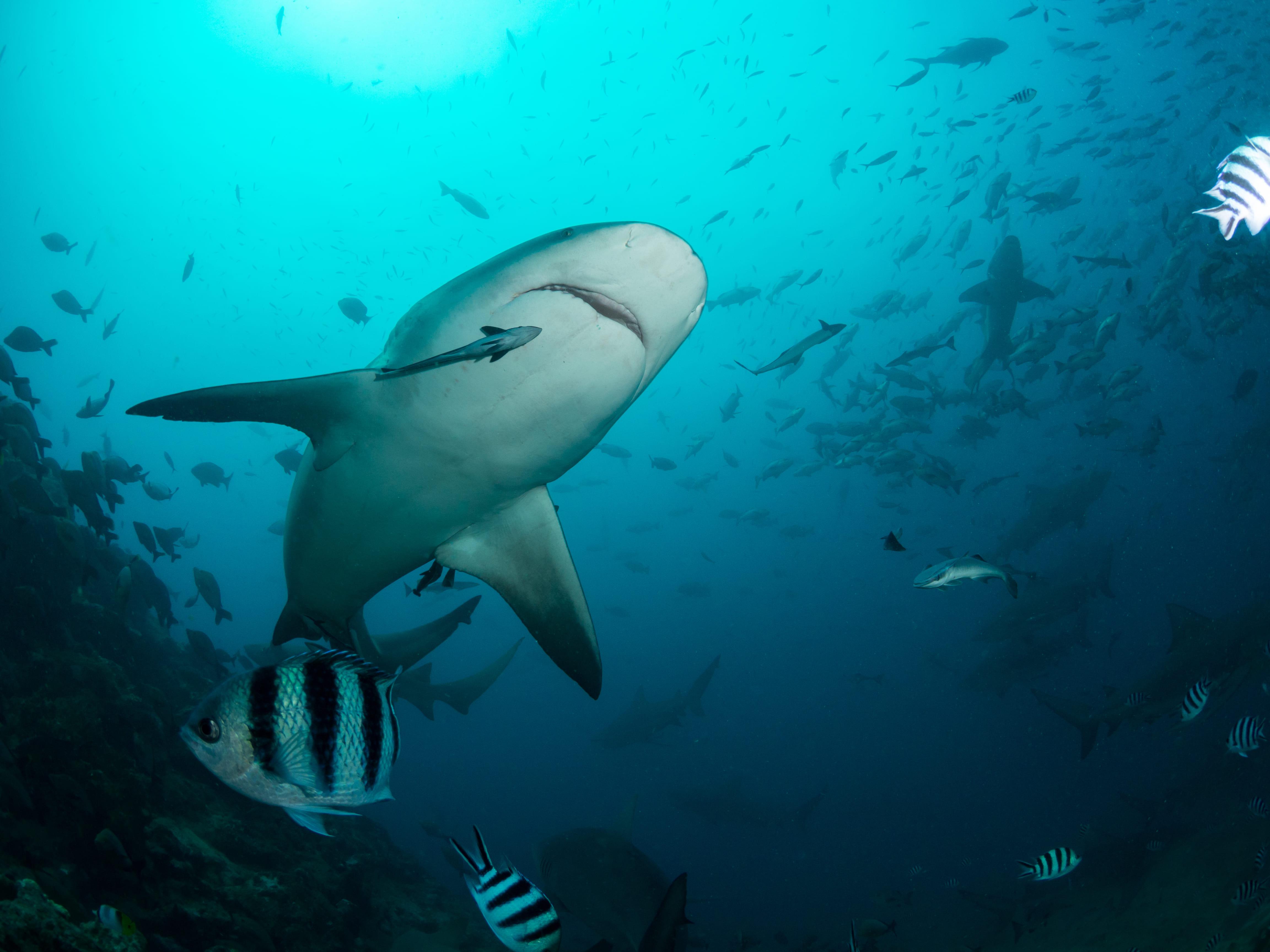 Riffhai in der Beqa Lagune auf den Fidschi Inseln