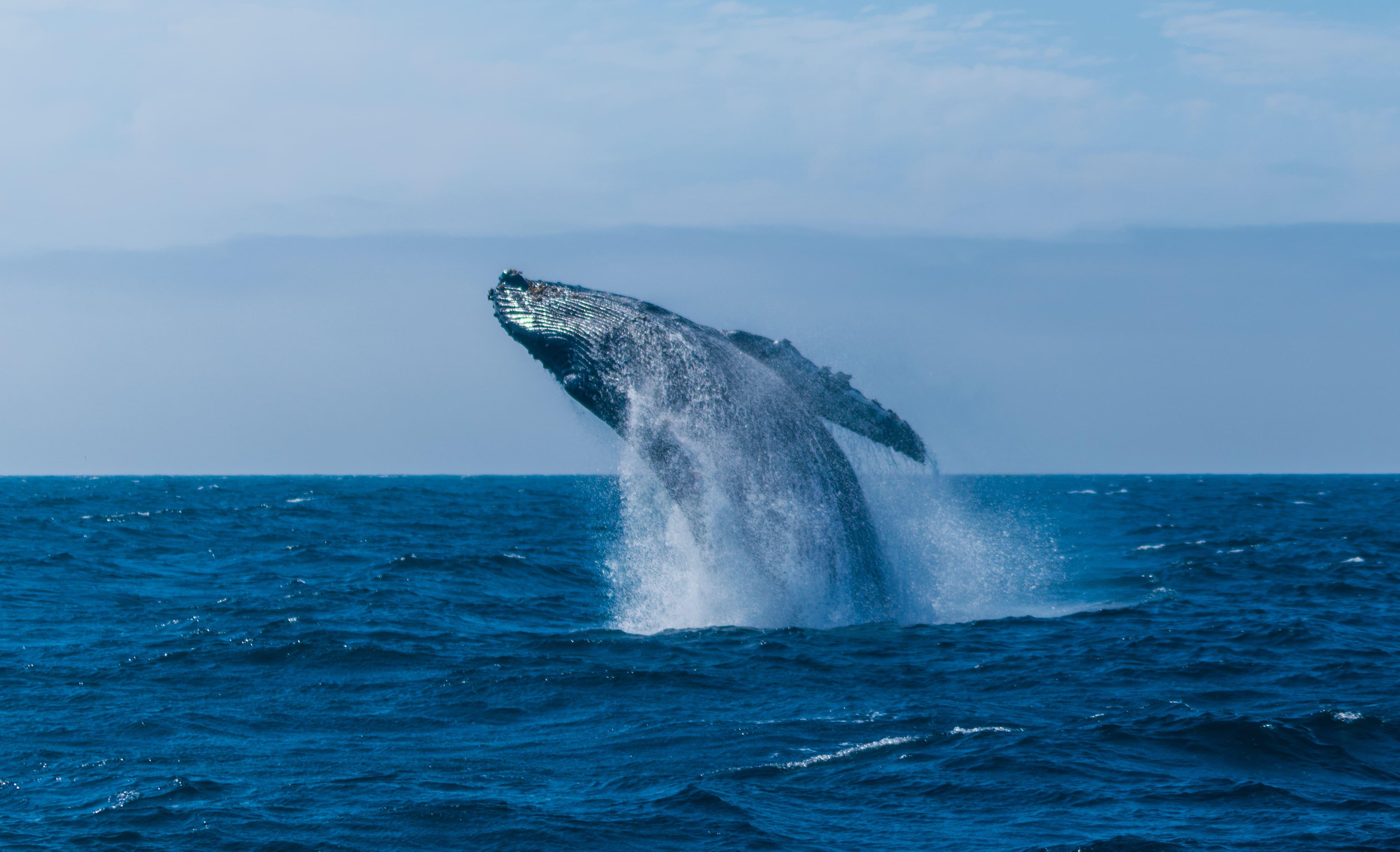 shutterstock_748364221 (1).jpg