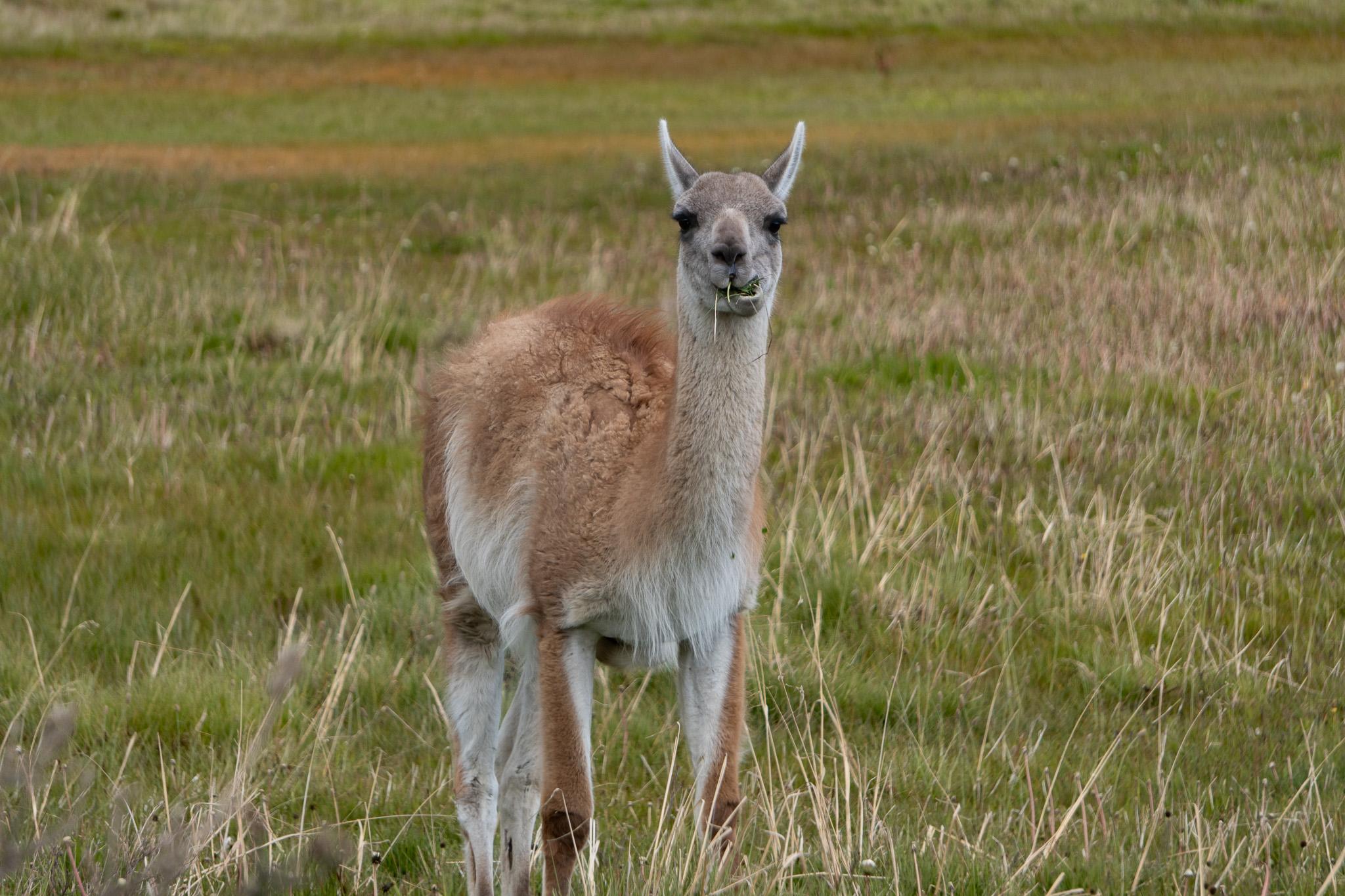 "Guakano auf einem Patagonien Roadtrip"