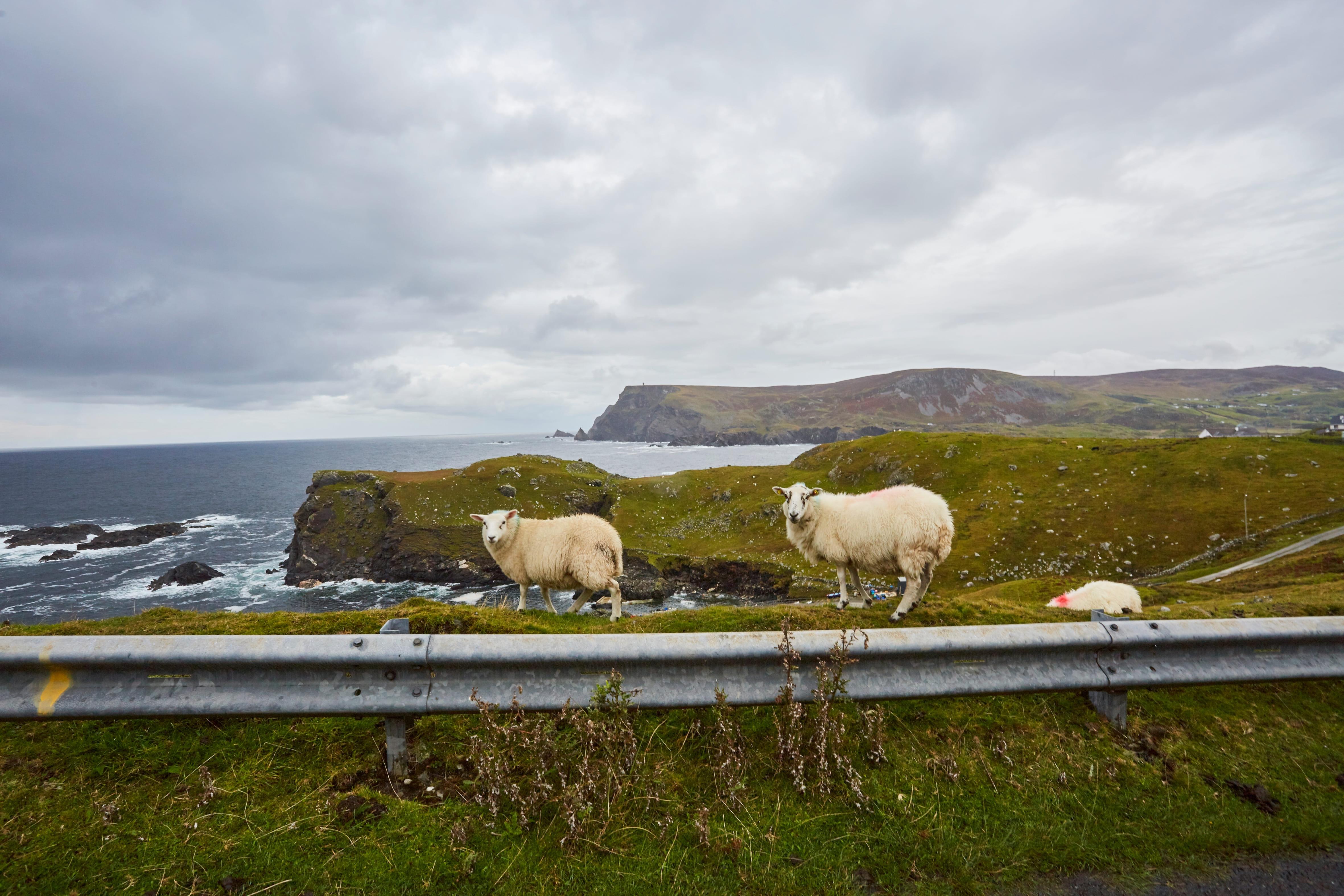 shutterstock_2429415927 (1).jpg